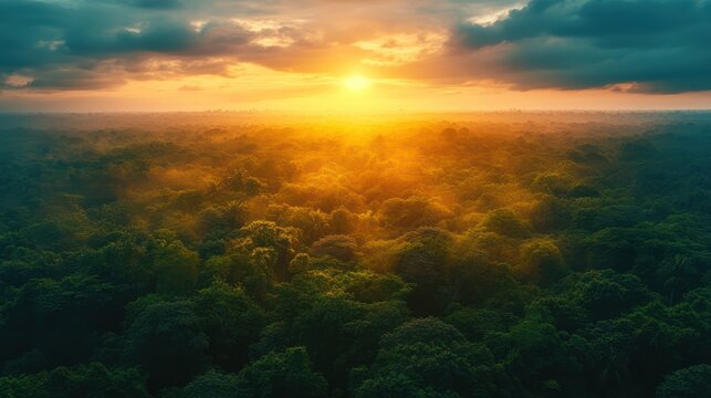 Aerial sunset rainforest vista, misty jungle, golden hour