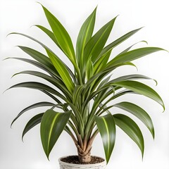 Dracaena Marginata Plant in Pot