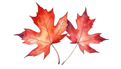 Two Watercolor Red Maple Leaves