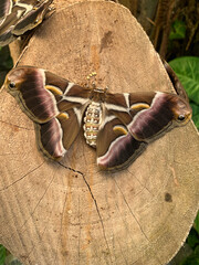 Samia cynthia. Castor bean butterfly. Native to South and East Asia, it has naturalized in America,...