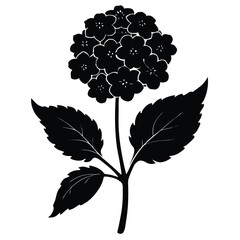 Black and White Hydrangea Flower Illustration: Detailed Floral Silhouette Graphic for Botanical Designs and Print Materials