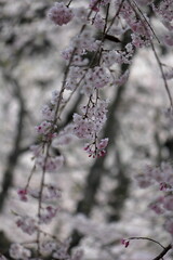 春の訪れを告げる満開の桜