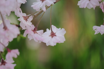 春の訪れを告げる満開の桜