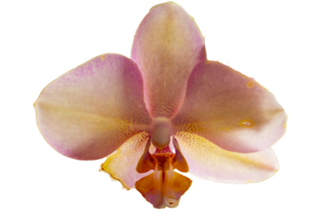 Orchidee