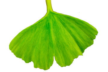 Blatt eines Ginkgo