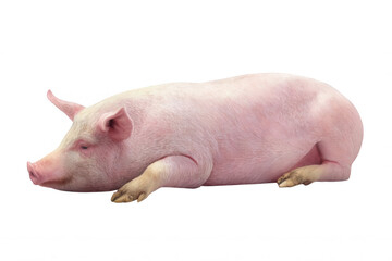Realistic Pig Lying Down with Pink Skin Texture Transparent Background