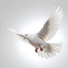 Obraz premium White Dove in Flight