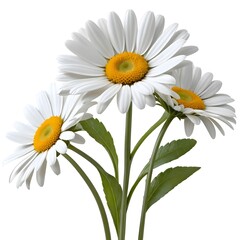 Fototapeta premium Three Daisies
