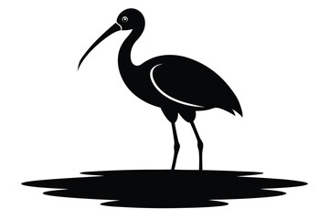 Fototapeta premium Ibis Bird Standing in Shallow Water Silhouette Vector