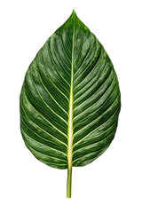 Obraz premium Vibrant leaf cutout background studio botanical photography isolated close-up nature's elegance