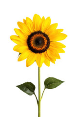 Obraz premium Sunflower blooming in a cutout background nature photography bright colors fresh environment close-up view