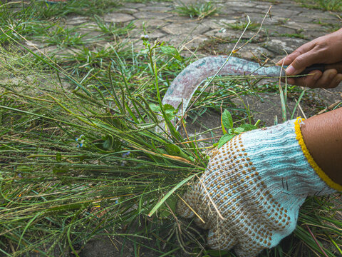 Close-up of a person wearing a glove cutting wild grass with a sickle outdoors. Depicts traditional gardening, agriculture, or lawn maintenance in rural Indonesia, Asia.