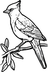 Cardinal Bird Pair Couple Mating Season Red Breeding