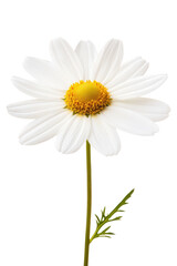 Fototapeta premium Vibrant daisy flower cutout background natural setting botanical photography close-up view floral art
