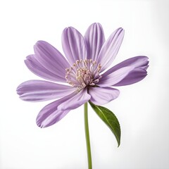 Single Lilac Cosmos Flower on White Background