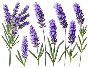 Lavender Flowers Collection