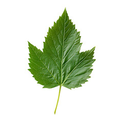 Elderberry Leaf png