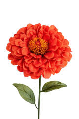 Vibrant orange flower cutout background floral art studio photography isolated creative design