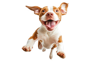 A joyful dog with brown and white fur jumps exuberantly in mid-air. Its ears flap and mouth is open in a happy expression, showcasing a playful moment inside.cut out 