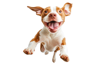 A joyful dog with brown and white fur jumps exuberantly in mid-air. Its ears flap and mouth is open in a happy expression, showcasing a playful moment inside.cut out 