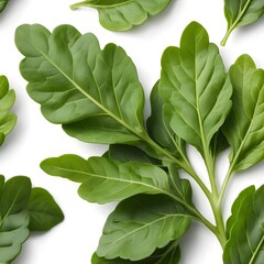 Fototapeta premium Lush Green Leaves on White Background