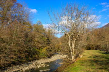 A stream of water flows through a forest with a tree in the middle