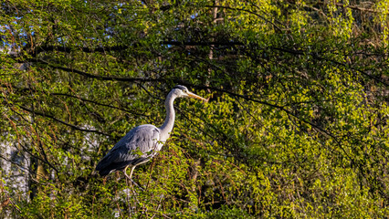 great blue heron