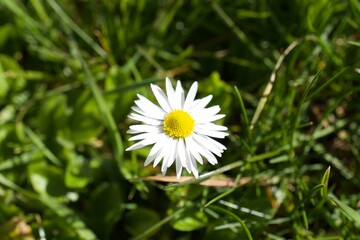 Obraz premium Blossom in spring