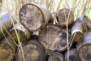 pile of firewood