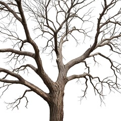 Bare Tree Branches Isolated on White Background