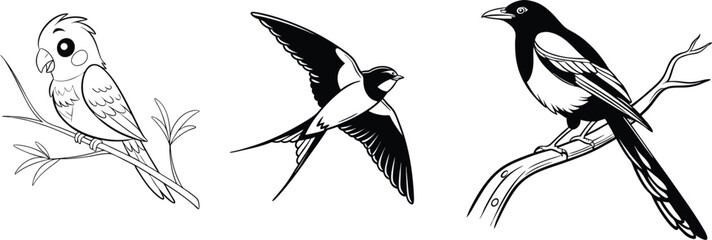 Obraz premium Barn Swallow, Magpie, and Parakeet Bird Illustrations – Songbirds and Pet Birds in Art