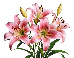 Fototapeta premium Pink Lilies Bouquet