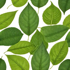 Fototapeta premium Green Leaves Pattern, Natural Background