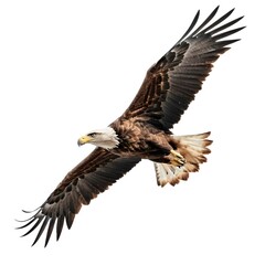 Obraz premium Bald Eagle in Flight