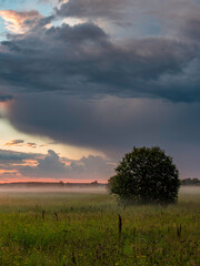 A tree stands in a field of tall grass