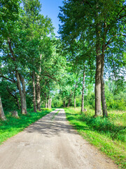 A dirt road with trees on either side