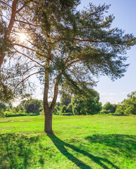 Obraz premium A tree casts a shadow on the grass in a park