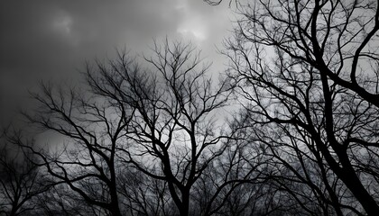 Bare Branches Against a Cloudy Sky