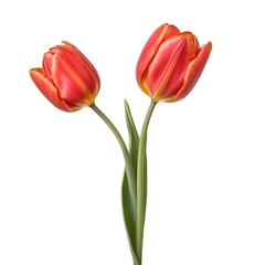 Two Orange Tulips on White Background