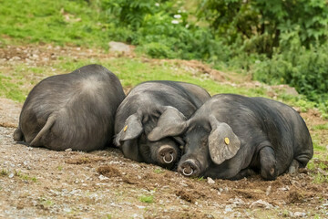 Black Iberian pigs on a farm in the Spanish Pyrenees mountains.