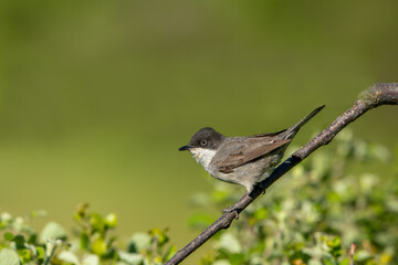 ( Curruca crassirostris ) This species, seen in summer and during migration periods, can be seen in...