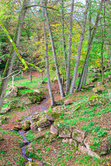 Small stream trickles through a forest valley, surrounded by mossy rocks and tall trees with hints of autumnal yellow. Serene, natural setting with a mix of green and earthy tones