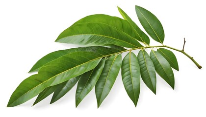 Lush Green Branch with Vibrant Leaves