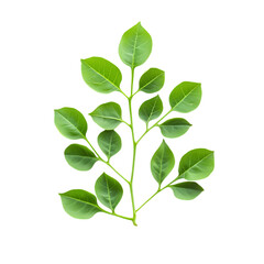 Fototapeta premium Moringa Leaf png