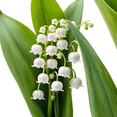 Obraz premium Lily of the Valley Bouquet