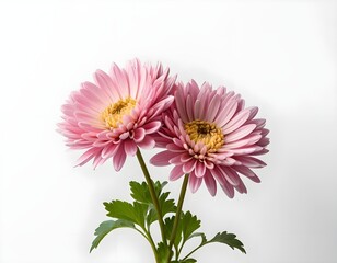 Fototapeta premium Two Pink Gerbera Daisies