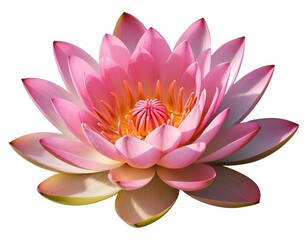 Pink Water Lily Flower