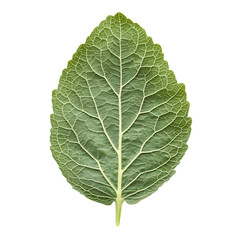 Mullein Leaf png
