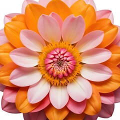 Fototapeta premium Vibrant Pink and Orange Flower Bloom