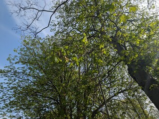 Canopy of a Horse Chestnut tree (Aesculus hippocastanum) on a spring day